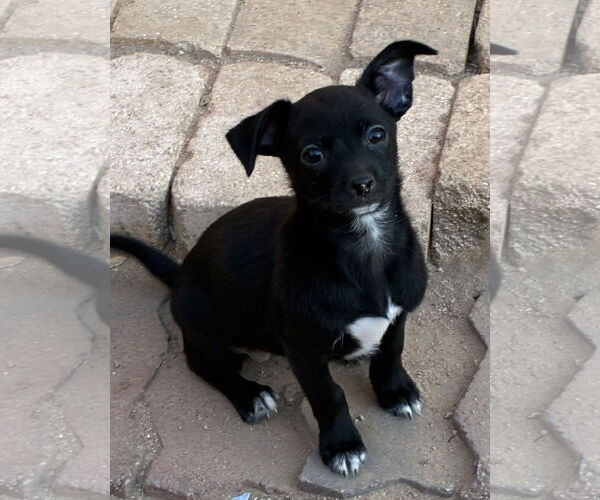 Medium Photo #1 Chihuahua Puppy For Sale in Hesperia, CA, USA