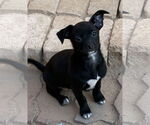 Small Chihuahua