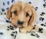 Puppy Tommy Cavachon