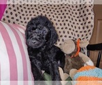 Small Photo #48 Australian Labradoodle Puppy For Sale in W FIELD, NC, USA