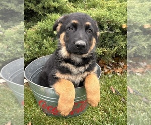 German Shepherd Dog Puppy for sale in MIDDLEBURY, IN, USA