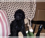 Small Photo #11 Australian Labradoodle Puppy For Sale in W FIELD, NC, USA