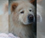 Small Chow Chow