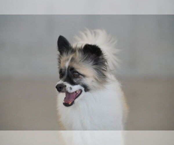 Medium Photo #2 Pomeranian-pomeranian spitz Mix Puppy For Sale in Agoura Hills, CA, USA