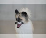Small #1 Pomeranian-pomeranian spitz Mix
