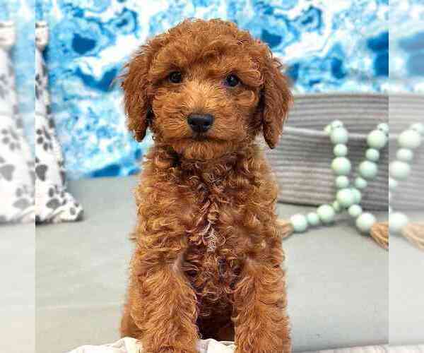 Medium Photo #2 Goldendoodle (Miniature) Puppy For Sale in MARIETTA, GA, USA