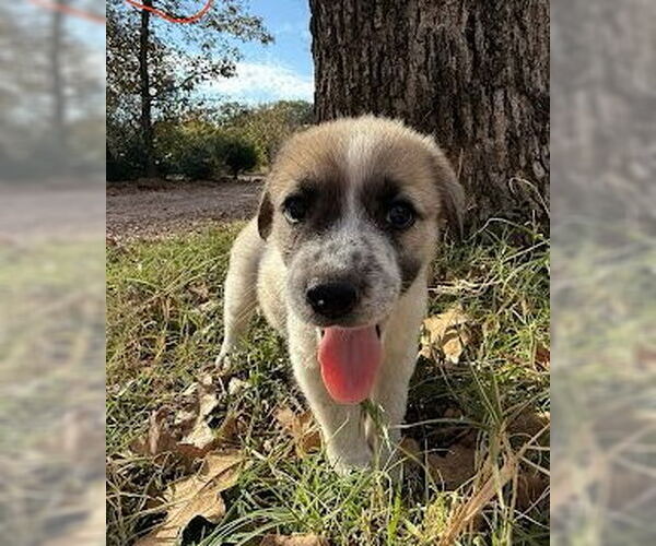 Medium Photo #1 Great Pyrenees-Unknown Mix Puppy For Sale in Winter Park, CO, USA