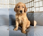 Small #1 Golden Retriever