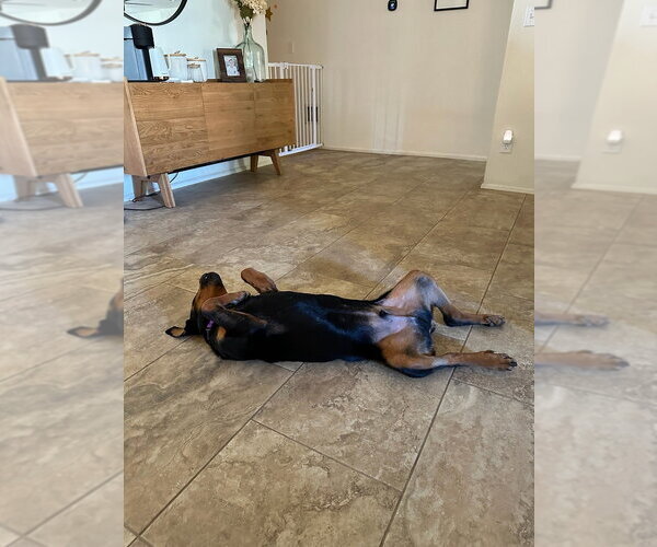 Medium Photo #11 Rottweiler Puppy For Sale in Gilbert, AZ, USA