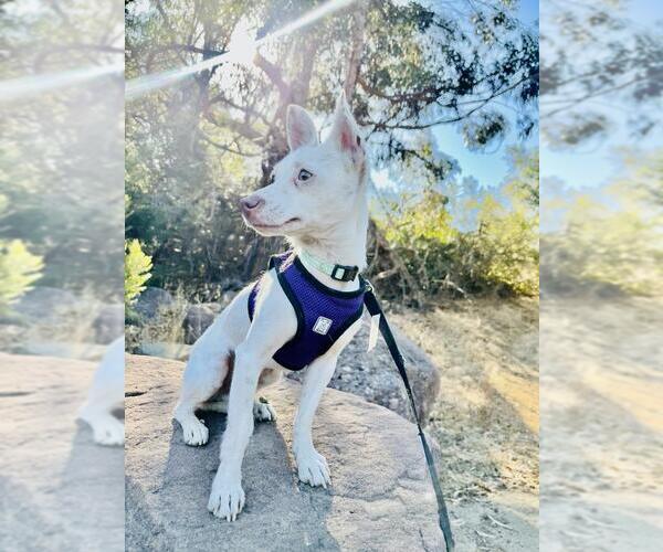 Medium Photo #5 Chihuahua Puppy For Sale in Santa Barbara, CA, USA