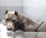 TRACEY - Female Mutt Dog for Adoption - Small photo