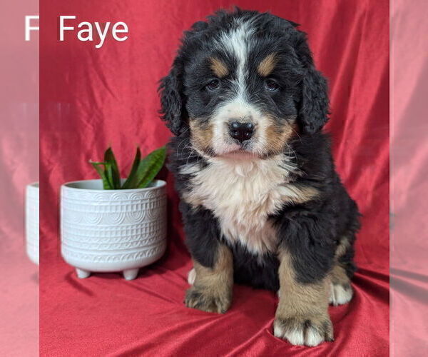 Medium Photo #3 Bernese Mountain Dog Puppy For Sale in CANON CITY, CO, USA