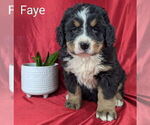 Small #2 Bernese Mountain Dog