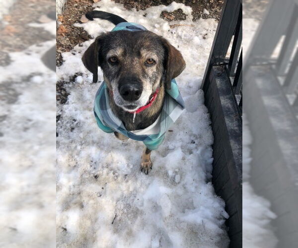 Medium Photo #3 Mutt Puppy For Sale in Elmsford, NY, USA