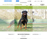 Small Photo #1 Rottweiler Puppy For Sale in YUCAIPA, CA, USA