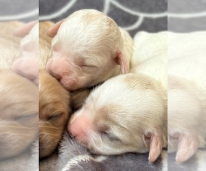 Medium Cavapoo (Miniature)