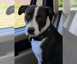 Small #1 American Pit Bull Terrier
