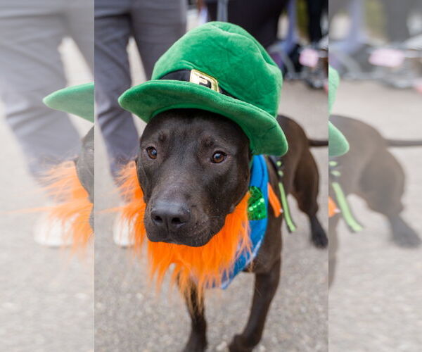 Medium Photo #4 American Staffordshire Terrier-Unknown Mix Puppy For Sale in Shermans Dale, PA, USA