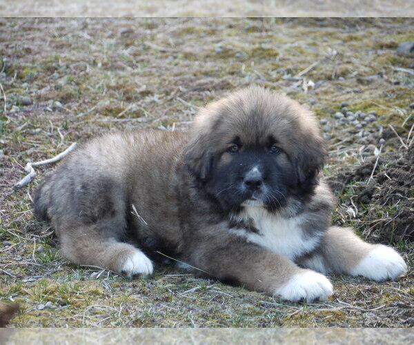 Medium Photo #14 Great Pyrenees-Tibetan Mastiff Mix Puppy For Sale in Lillooet, British Columbia, Canada