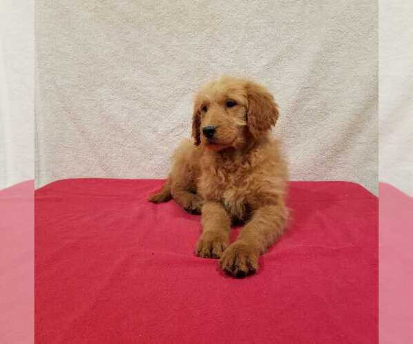 Medium Photo #4 Goldendoodle Puppy For Sale in NORWOOD, MO, USA