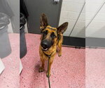 Small #2 German Shepherd Dog