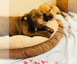 Small #16 American Staffordshire Terrier-Labrador Retriever Mix