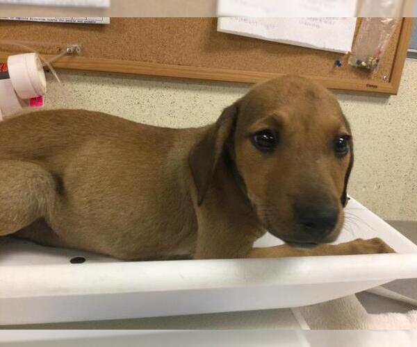 Medium Photo #1 Doberman Pinscher-Unknown Mix Puppy For Sale in Riverside, CA, USA