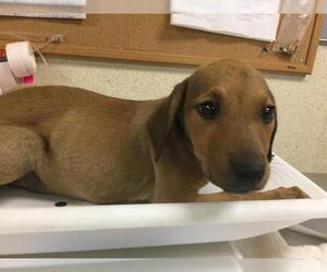 Doberman Pinscher-Unknown Mix Dogs for adoption in Riverside, CA, USA