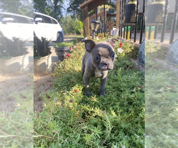 Medium Photo #11 Faux Frenchbo Bulldog Puppy For Sale in FREDONIA, KS, USA