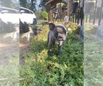 Small Photo #11 Faux Frenchbo Bulldog Puppy For Sale in FREDONIA, KS, USA