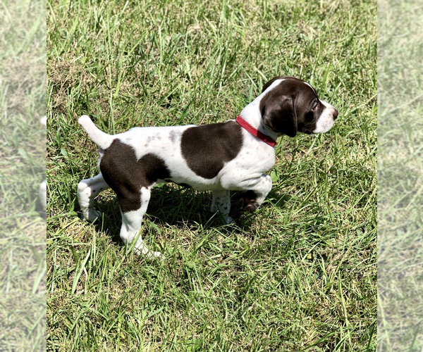 Medium Photo #1 German Shorthaired Pointer Puppy For Sale in VANCLEAVE, MS, USA
