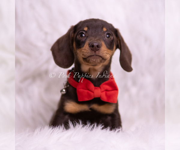 Medium Photo #3 Dachshund Puppy For Sale in WARSAW, IN, USA