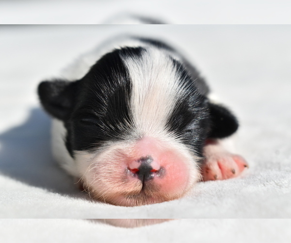 Medium Photo #3 Shih Tzu Puppy For Sale in PALM COAST, FL, USA