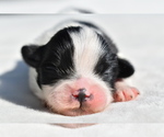 Small #2 Shih Tzu