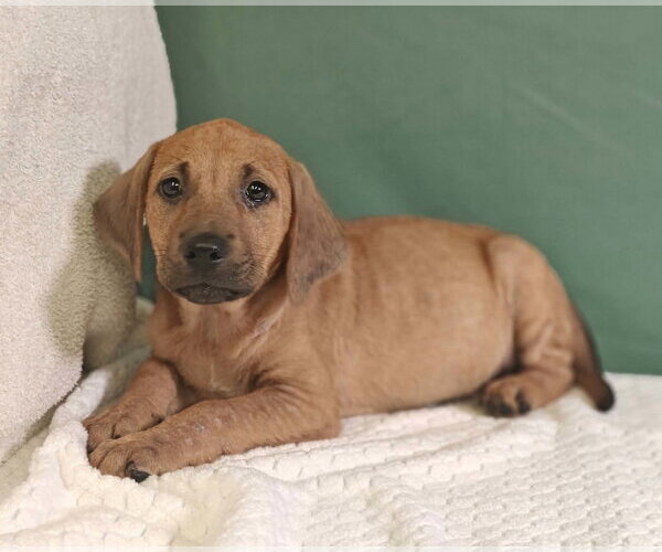 Medium Photo #2 Mutt Puppy For Sale in Royal Palm Beach, FL, USA