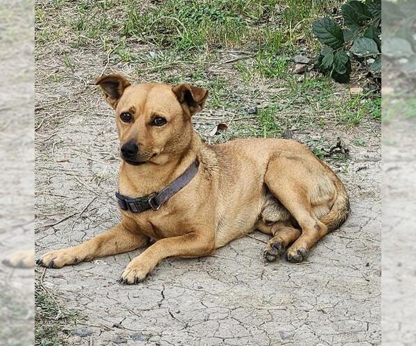 Medium Photo #1 Mutt Puppy For Sale in San Antonio, TX, USA