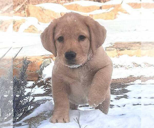 Medium Photo #1 Labrador Retriever Puppy For Sale in NARVON, PA, USA