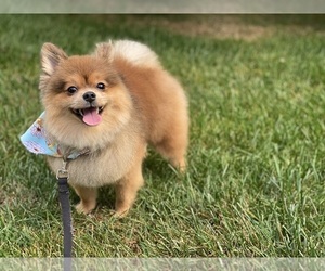 Mother of the Pomeranian puppies born on 01/01/2025