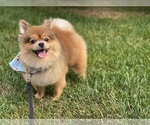 Small Photo #1 Pomeranian Puppy For Sale in LAUREL, MD, USA