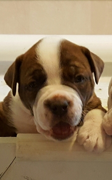 Medium Photo #1 Olde English Bulldogge Puppy For Sale in COEUR D ALENE, ID, USA