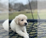 Small Photo #2 Golden Retriever Puppy For Sale in MORGANTOWN, IN, USA