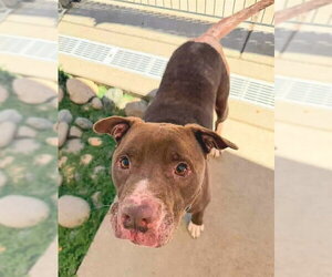 Mutt Dogs for adoption in Sacramento, CA, USA