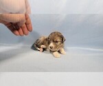 Small #5 Bernedoodle (Miniature)