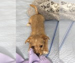 Small #2 Chihuahua Mix