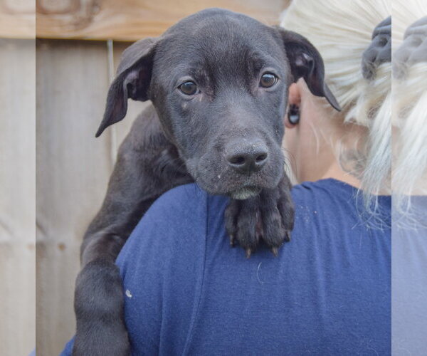 Medium Photo #4 Unknown-Vizsla Mix Puppy For Sale in Huntley, IL, USA