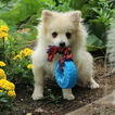 Small Photo #1 Pomeranian Puppy For Sale in GAP, PA, USA
