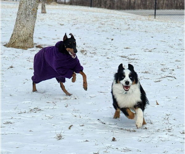 Medium Photo #17 Doberman Pinscher Puppy For Sale in Buffalo, MN, USA