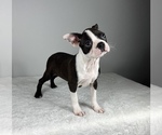 Small #2 Boston Terrier