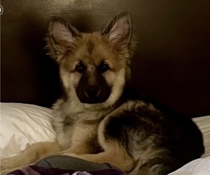 King Shepherd Puppy for sale in PEACH SPRINGS, AZ, USA
