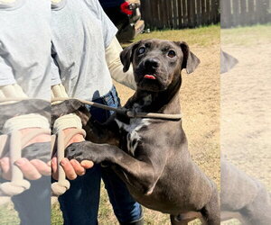 American Staffordshire Terrier-Unknown Mix Dogs for adoption in Jackson, MS, USA